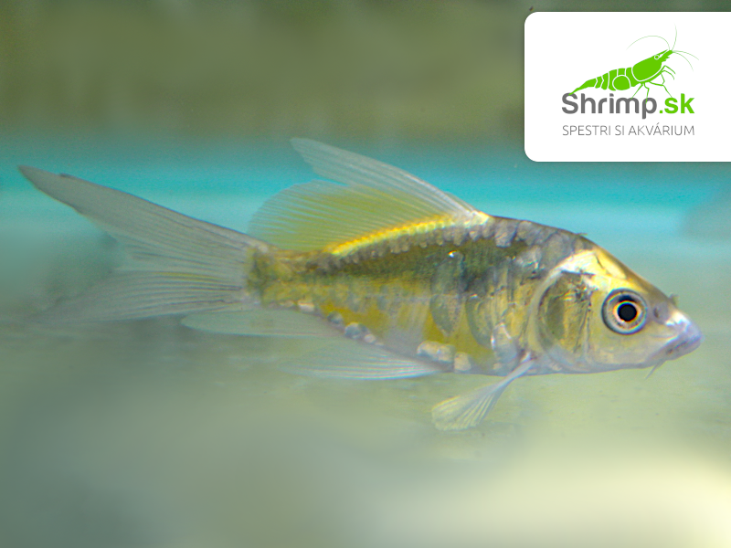 Koi kapor Kabuto Yellow long fin 7-10 cm - Cyprinus carpio