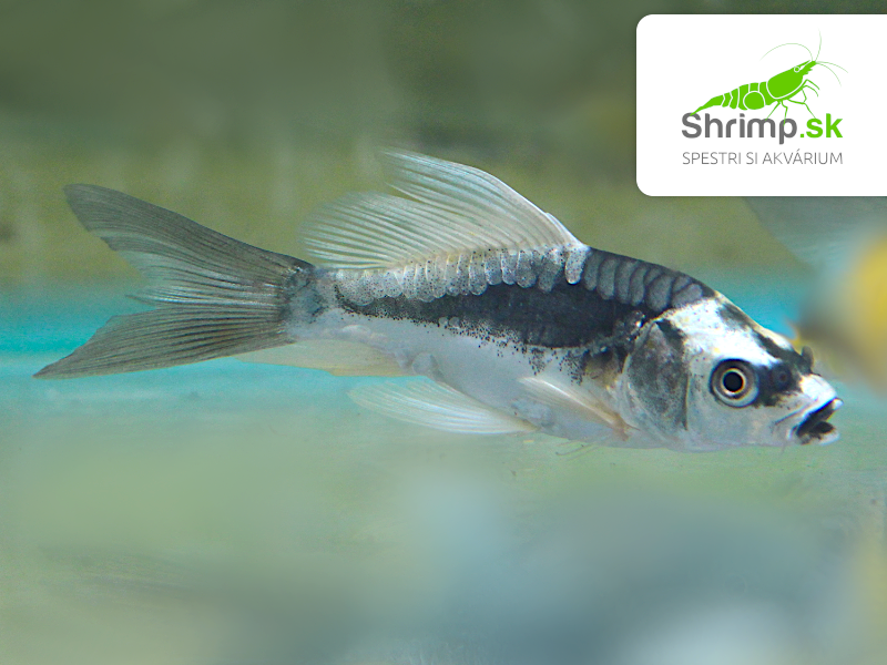 Koi kapor Kabuto White long fin 7-10 cm - Cyprinus carpio