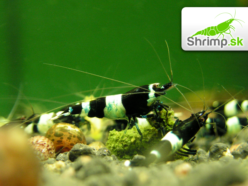 Black Panda (Caridina sp.)