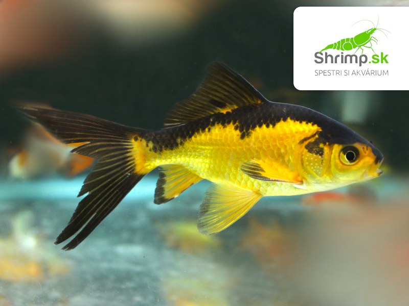 Karas čierno-oranžový 10-12 cm - Carassius auratus
