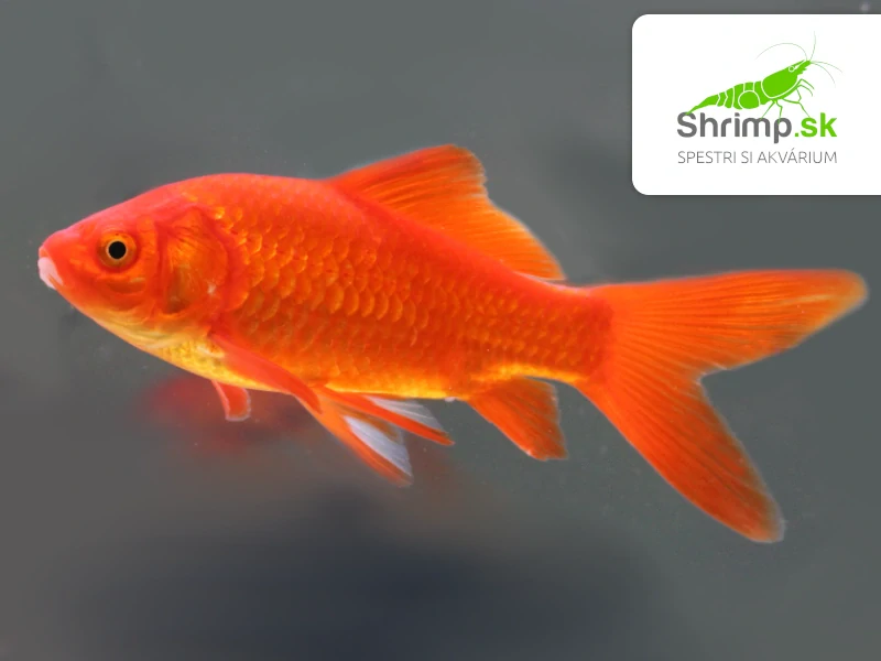 Karas červený 9-11 cm - Carassius auratus (DO JAZIERKA)