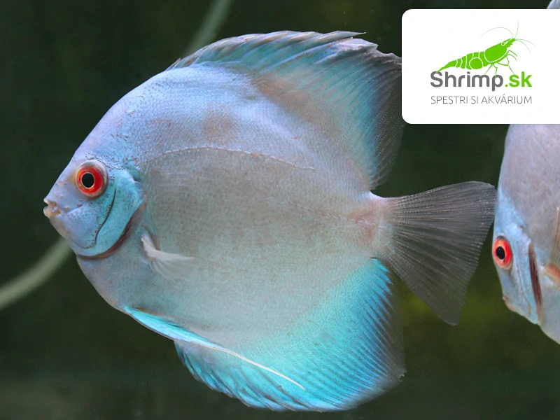 Discus Blue Diamond 10-12 cm - Symphysodon discus