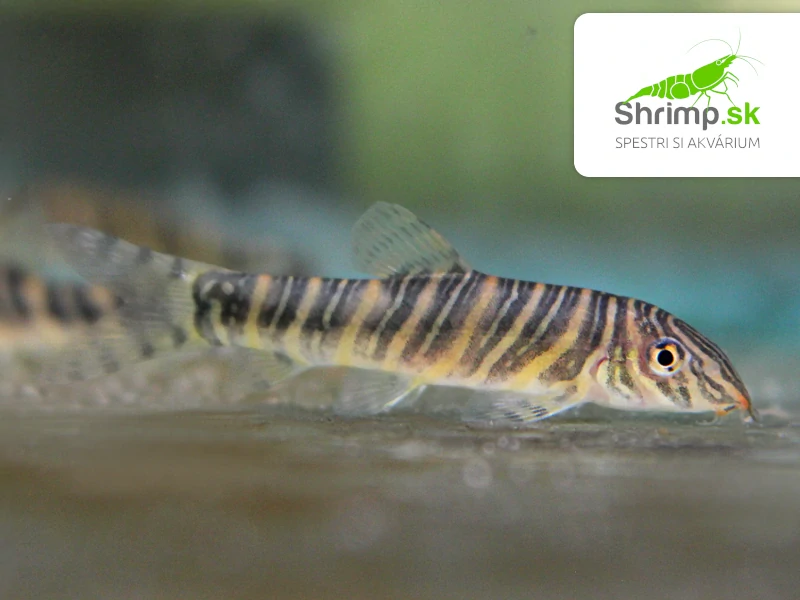 Mrenka striata - Botia striata