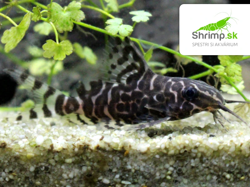 Perovec škvrnitý – Synodontis eupterus