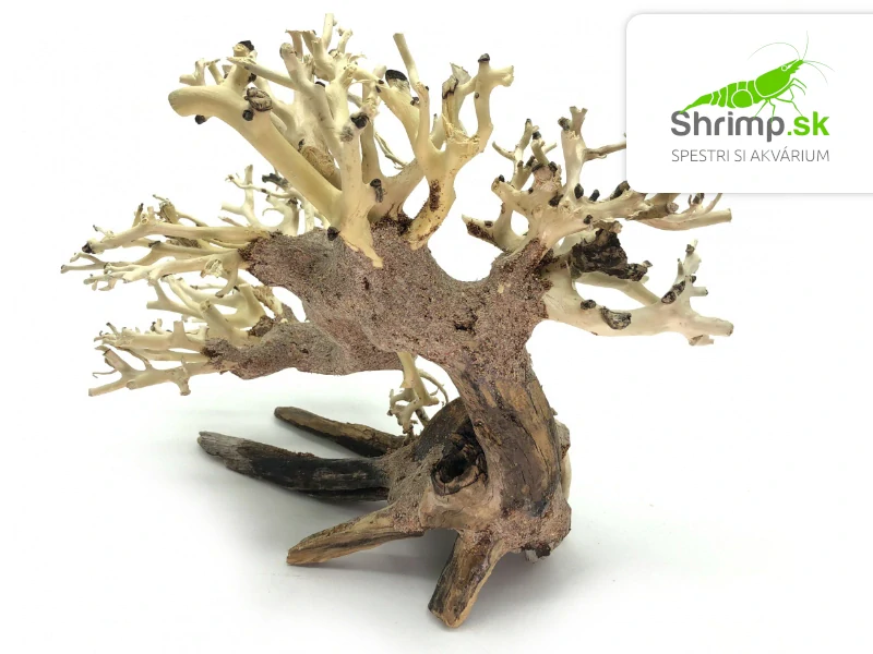Bonsai Driftwood 20 x 15 x 17 cm (82.)