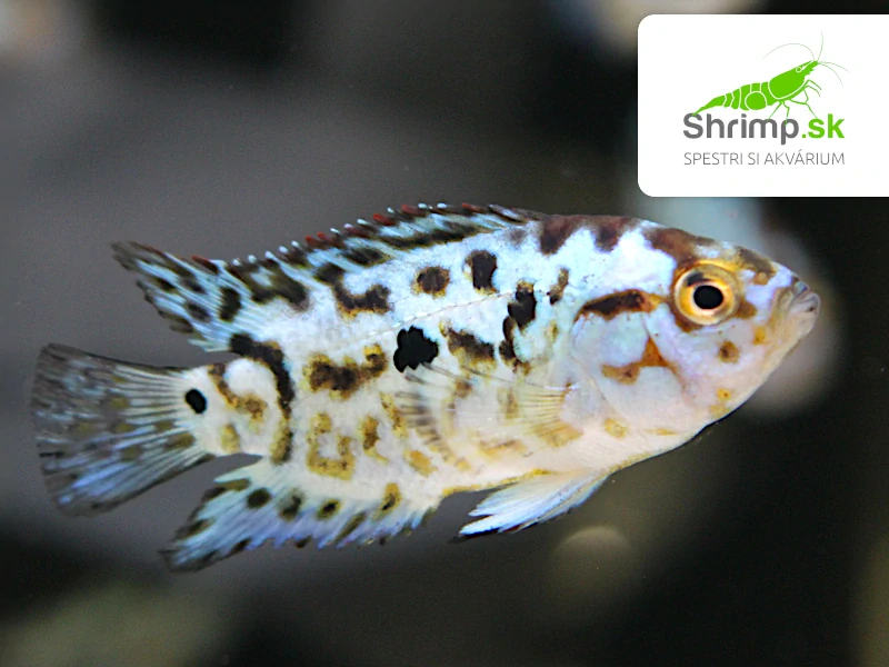 Cichlazoma perleťová modrá - Rocio octofasciata