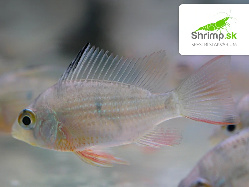 Cichlidka Bolivijská – Papiliochromis altispinosa