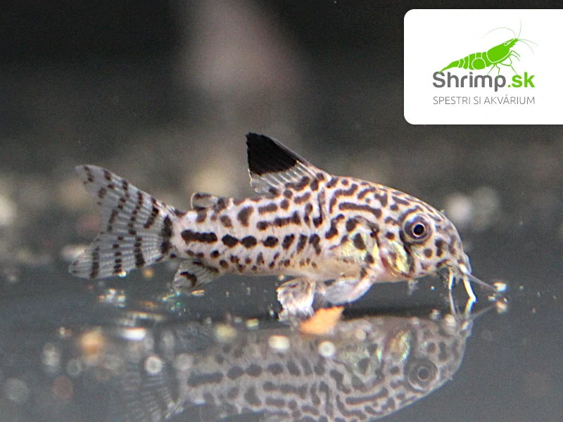 Pancierniček leopardí - Corydoras julii 
