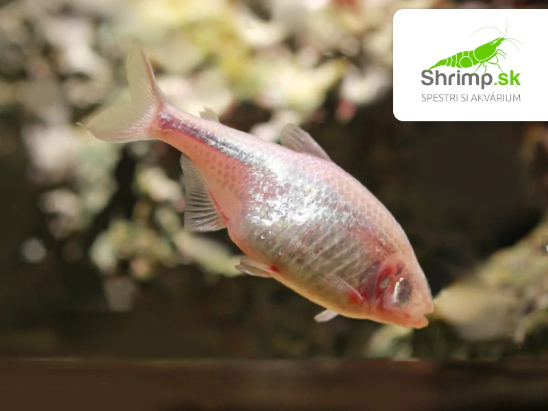 Tetra jaskynná - Astyanax jordani