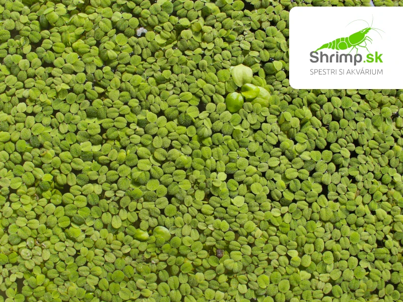 Salvinia minima 100 ml