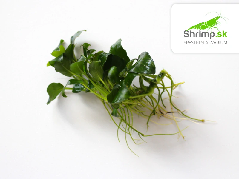 Anubias nana mini - zväzok