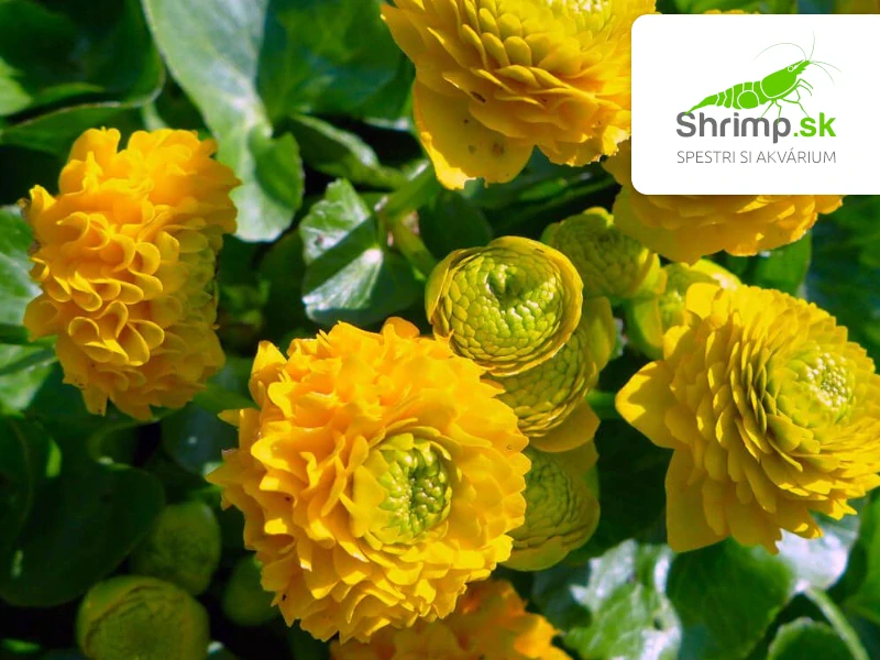 Caltha palustris 'Multiplex' – košík 9x9 cm