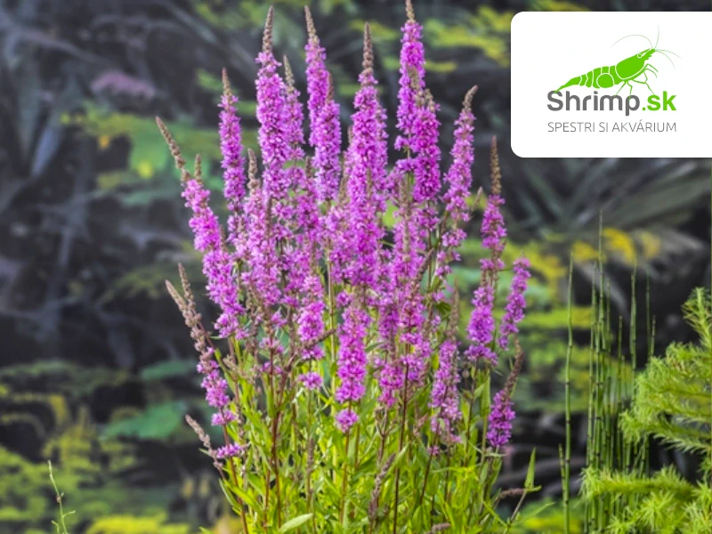 Lythrum salicaria – košík 9x9 cm