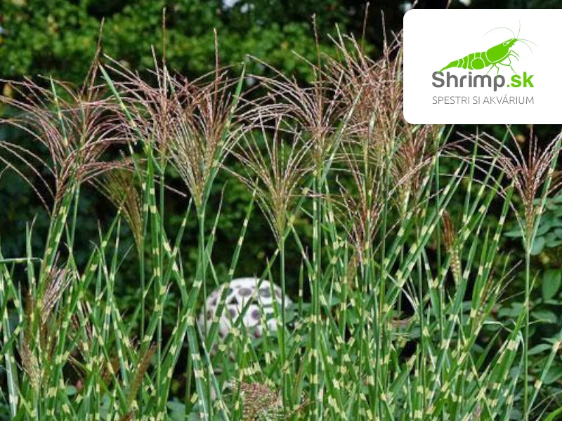 Miscanthus Zebrinus – košík 9x9 cm