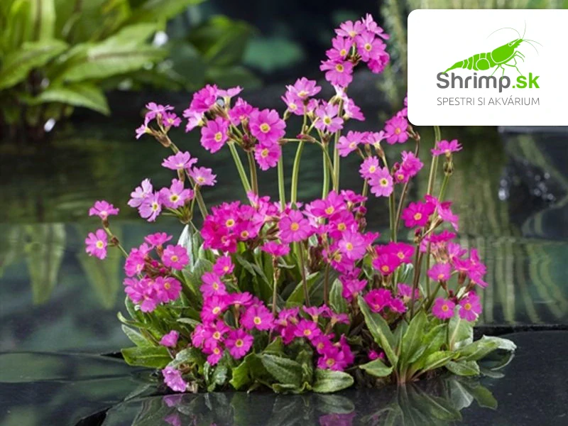 Primula rosea – košík 9x9 cm