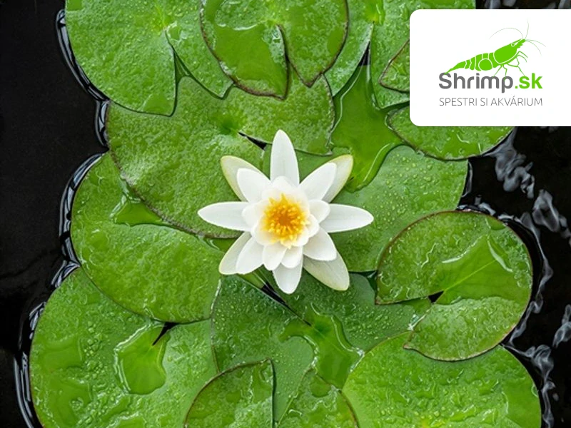 Nymphaea alba – košík 11x11 cm