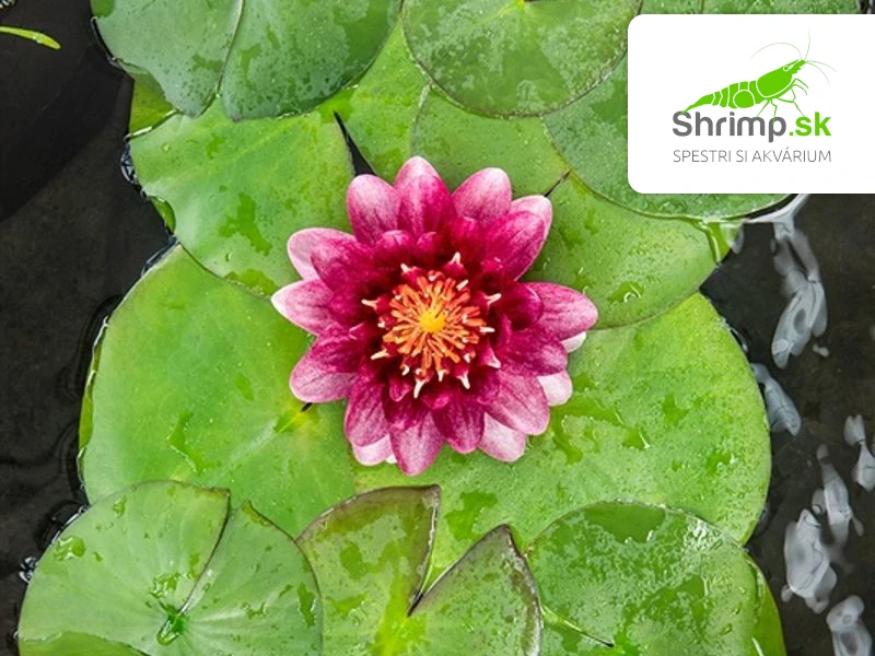 Nymphaea 'Perry Almost Black' – košík 11x11 cm