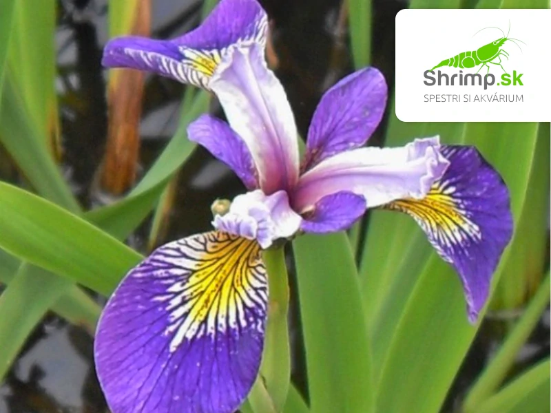 Iris pseudacorus Blue – blister 18 cm