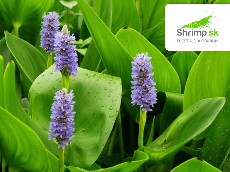Pontederia cordata – blister 18 cm
