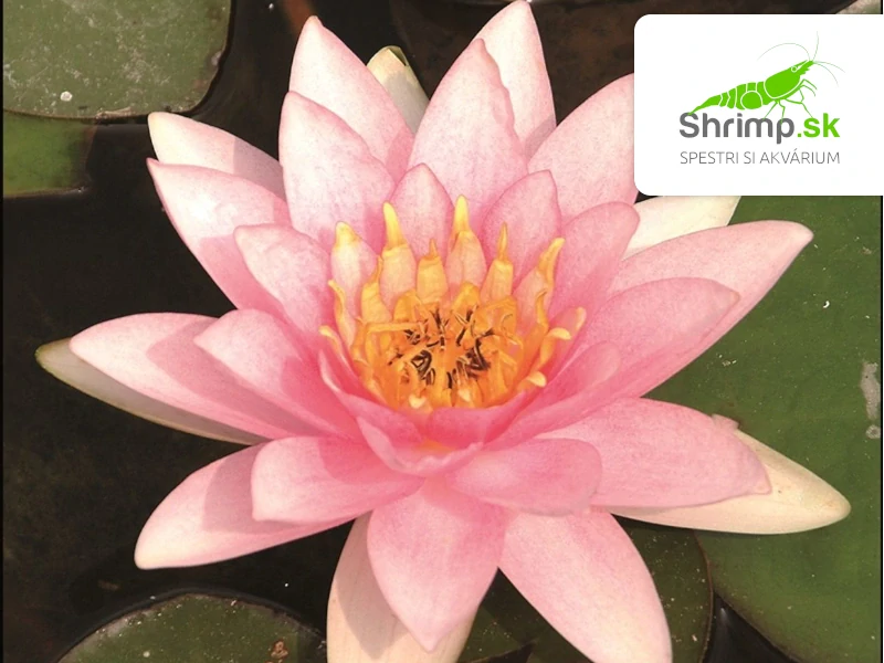 Nymphaea ‘Marliacea Carnea’ – blister 18 cm
