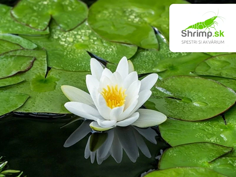 Nymphaea alba – blister 18 cm