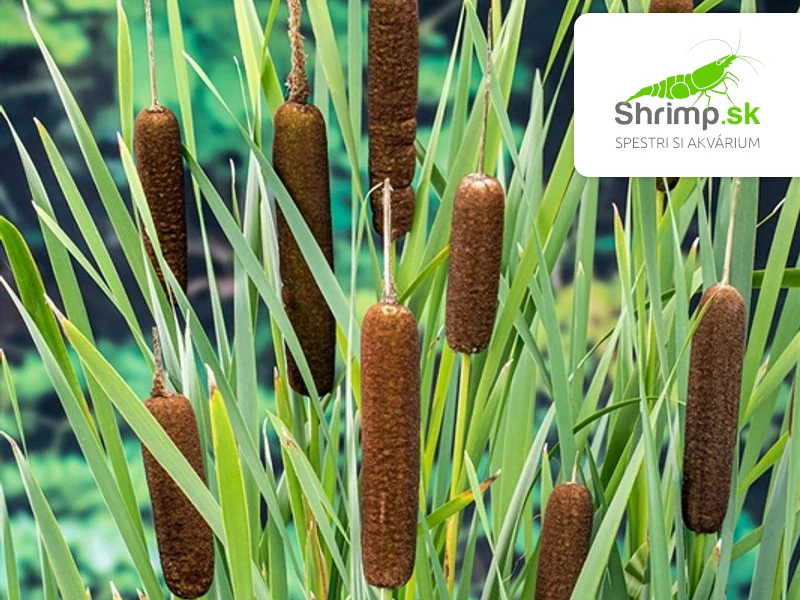 Typha latifolia - blister 18 cm