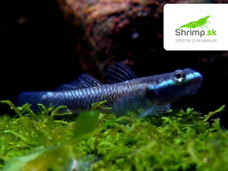 Hlaváč smaragdový - Stiphodon sp. undio blue