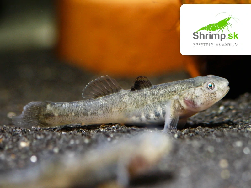 Hlaváč pustinný - Chlamydogobius eremius