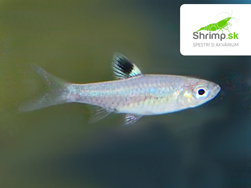 Razbora okoškvrnná - Brevibora dorsiocellata