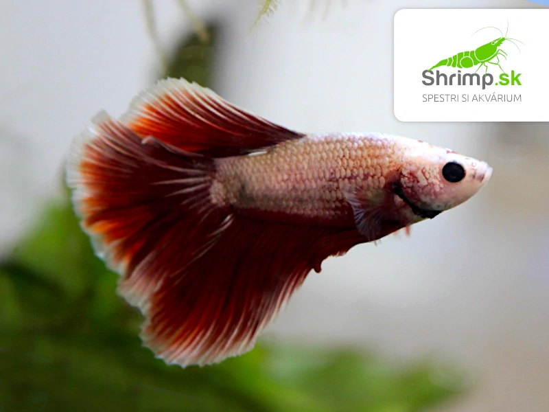 Bojovnica Red Dragon Halfmoon - samec
