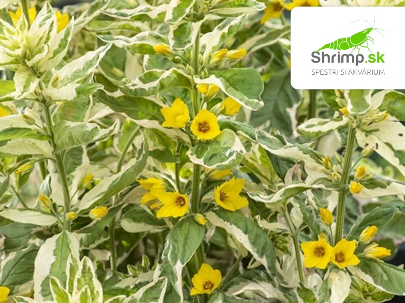 Lysimachia 'Variegata' – košík 9x9 cm