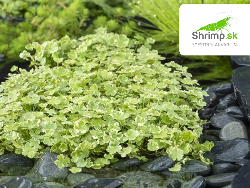 Hydrocotyle sib. ’Variegata’  – košík 11x11 cm