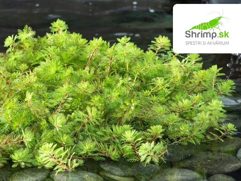 Myriophyllum rubricaule – košík 11x11 cm