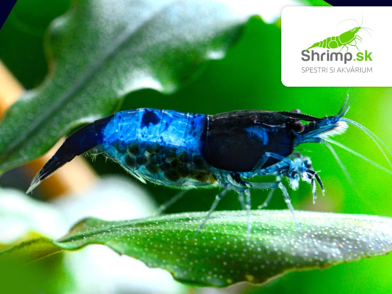 Blue Rili - Neocaridina davidi