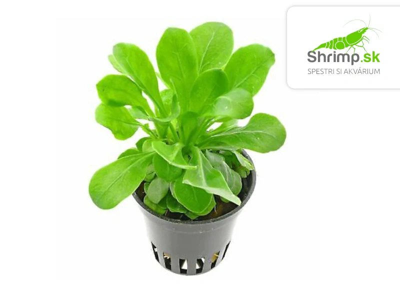 Samolus valerandi - košík