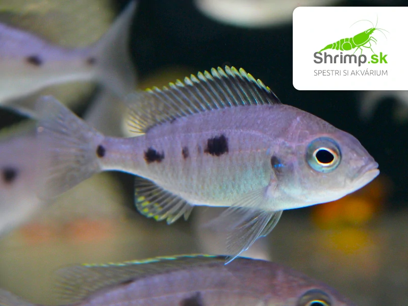 Papuľovec Azureus - Copadichromis azureus
