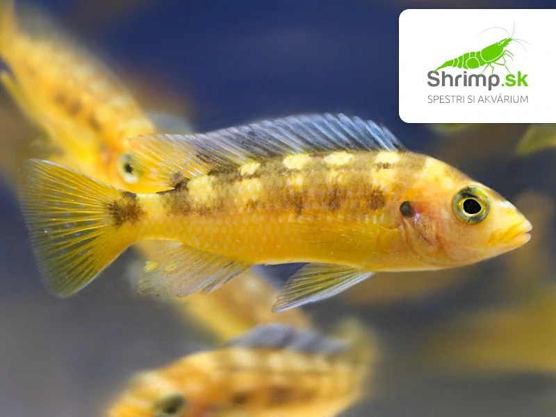 Papuľovec Crabro - Pseudotropheus crabro