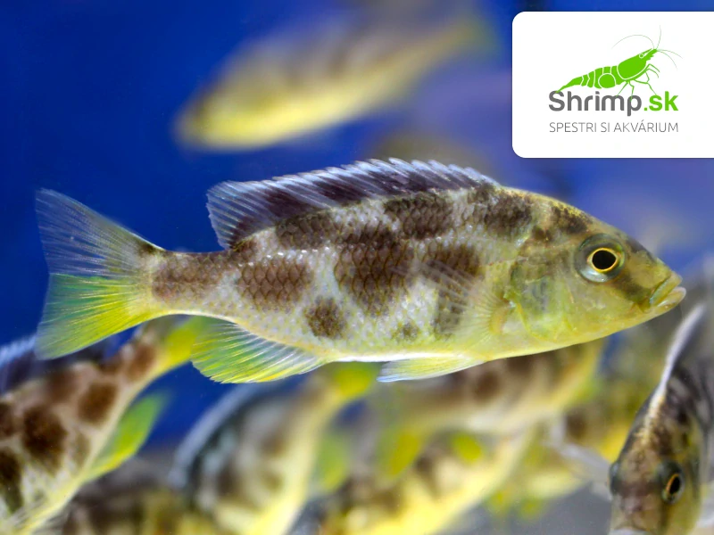 Papuľovec Venustus - Nimbochromis venustus