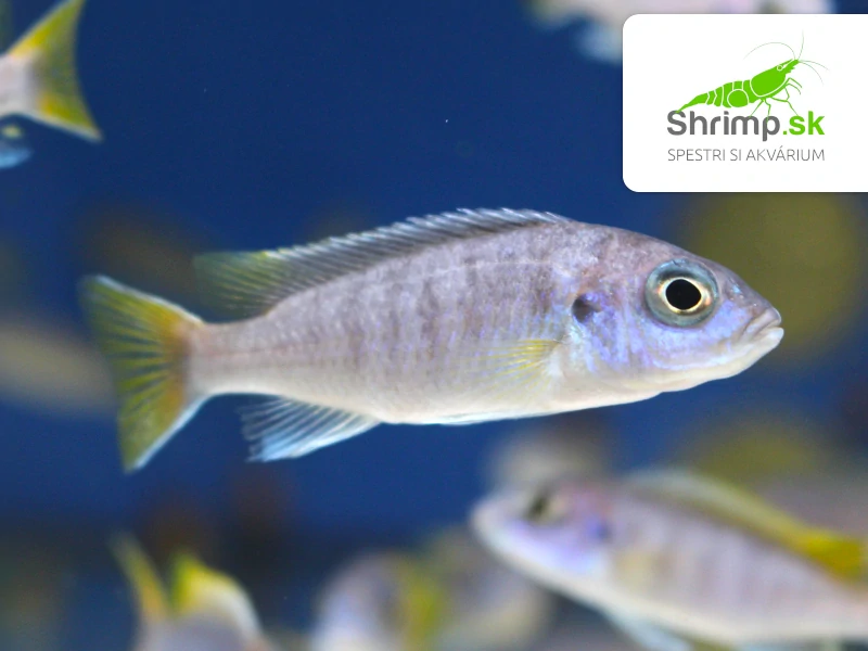 Papuľovec žltochvostý - Pseudotropheus acei