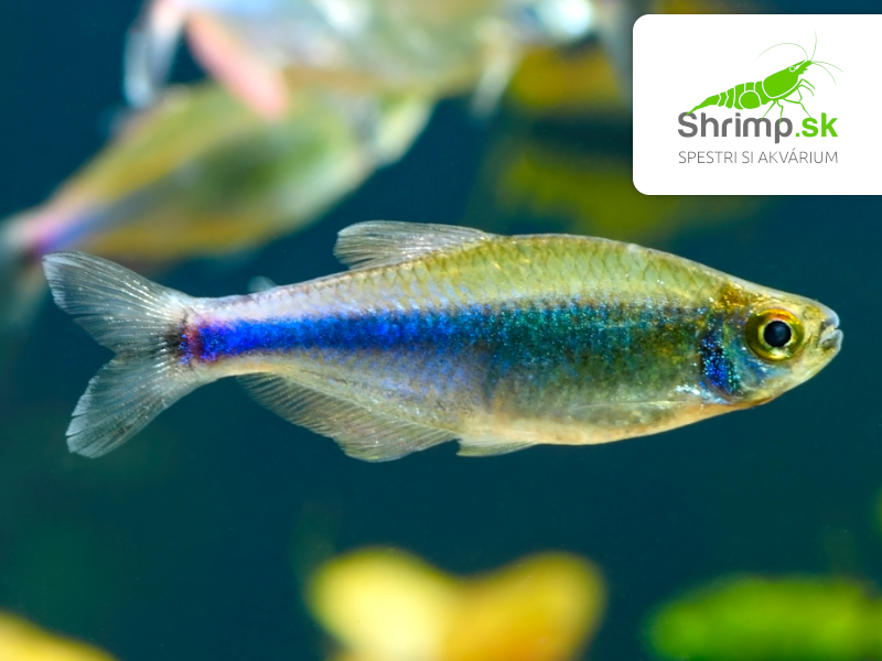 Tetra Fredcochuova - Boehlkea fredcochui
