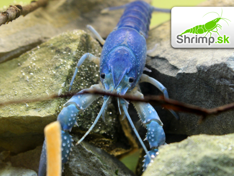 Rak floridský - Procambarus alleni
