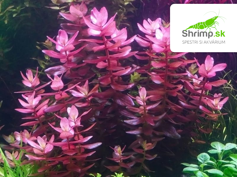 Bacopa salzmannii Purple - košík