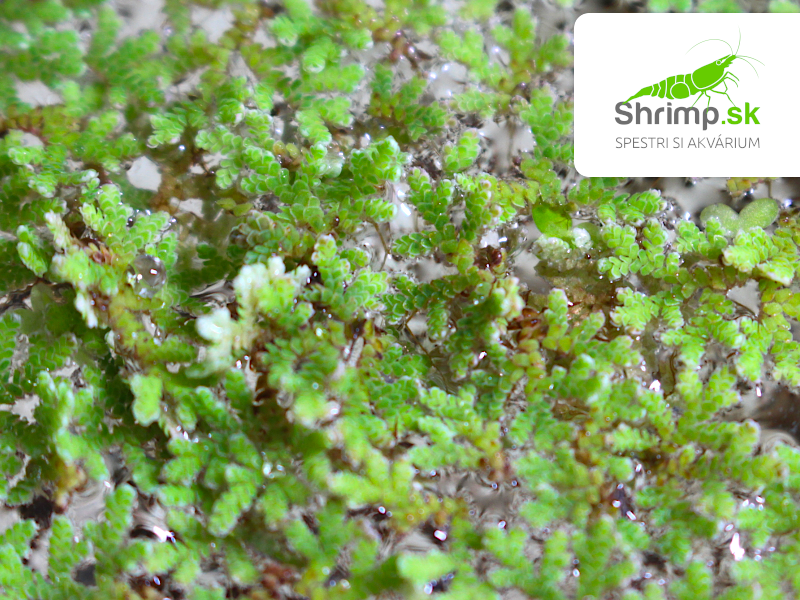 Azola karolínska - Azolla caroliniana