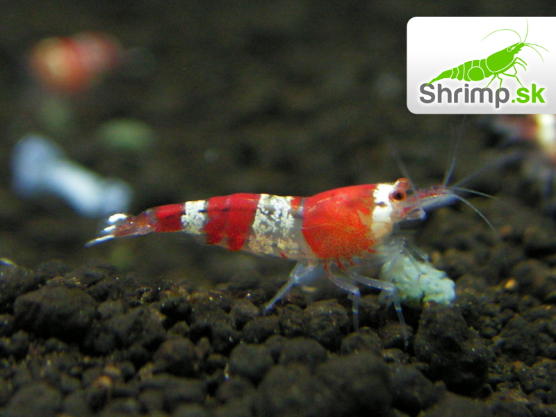Crystal Red (Caridina cf. cantonensis)