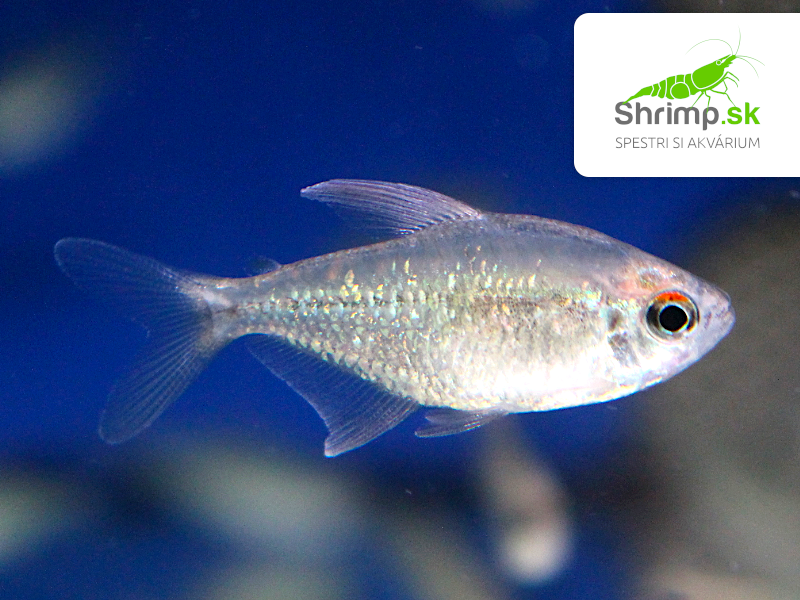 Tetra diamantová - Moenkhausia pittieri