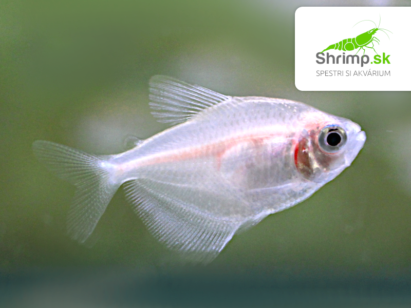 Tetra albin čierna - Gymnocorymbus ternetzi albino