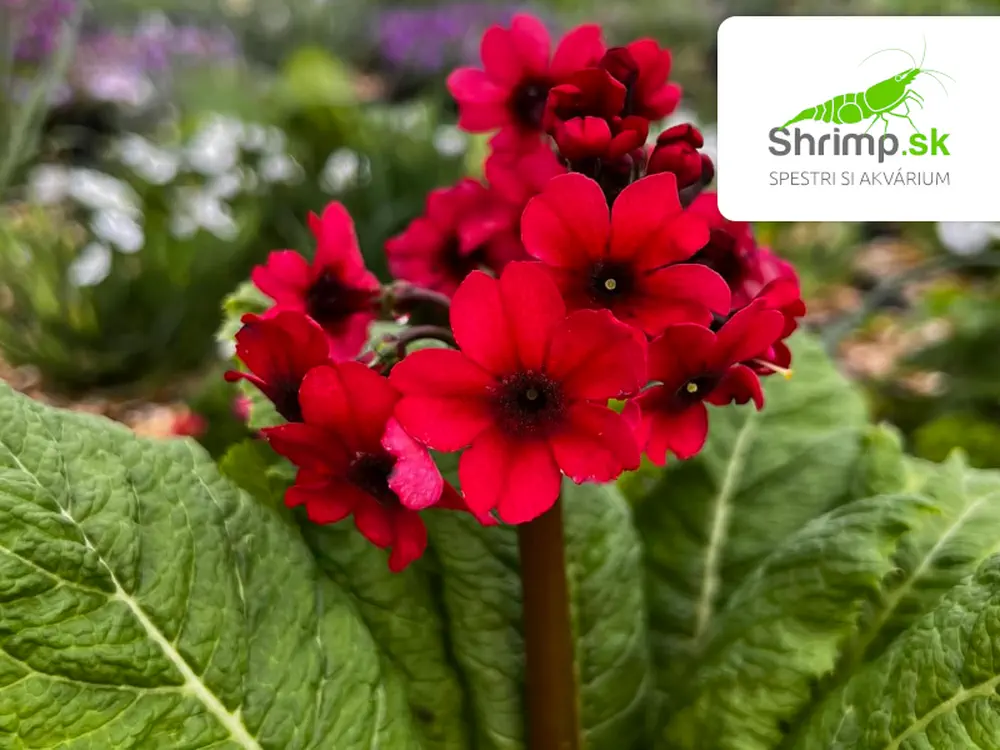 Primula japonica "Millers Crimson" – košík 9x9 cm