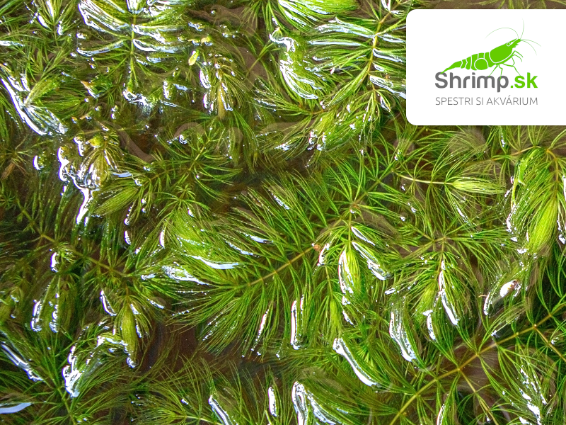 Ceratophyllum demersum – pohár Ø 12 cm