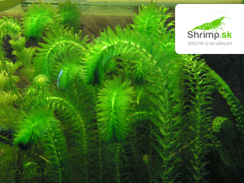 Elodea densa – zväzok