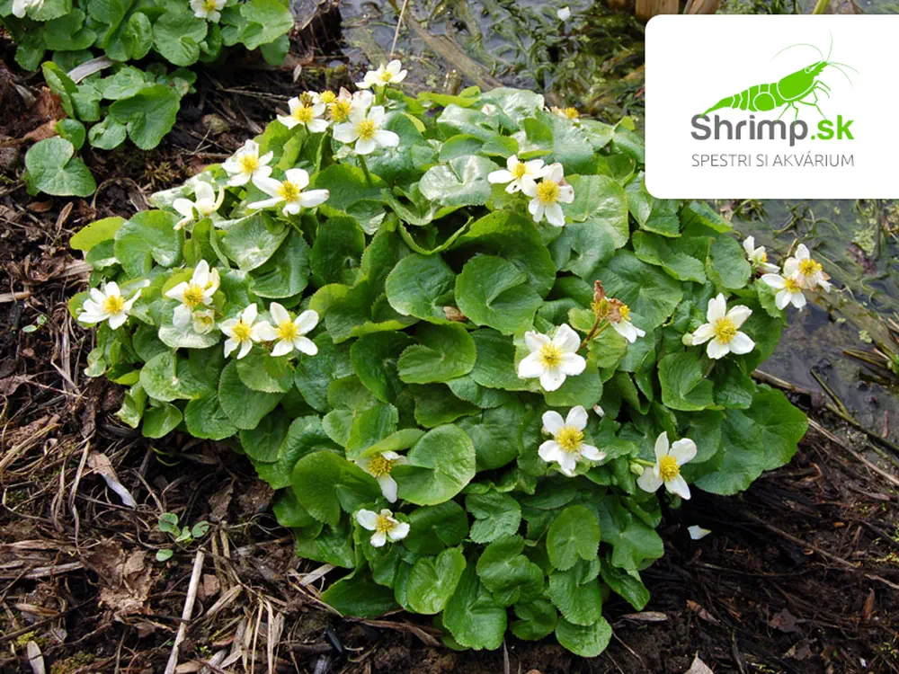 Caltha palustris alba – košík 9x9 cm